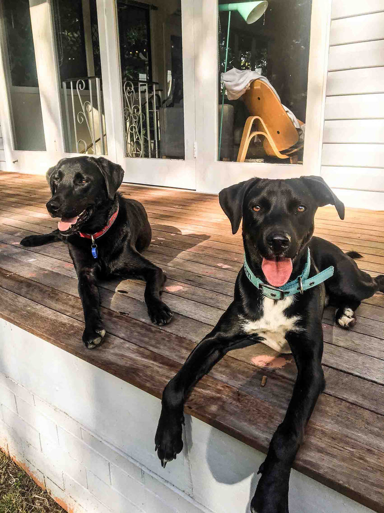 Looking for a new furry friend?  Why not give fostering a try!