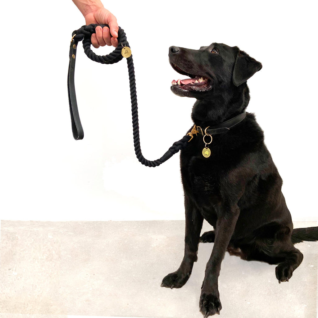 Black Labrador with lead and collar