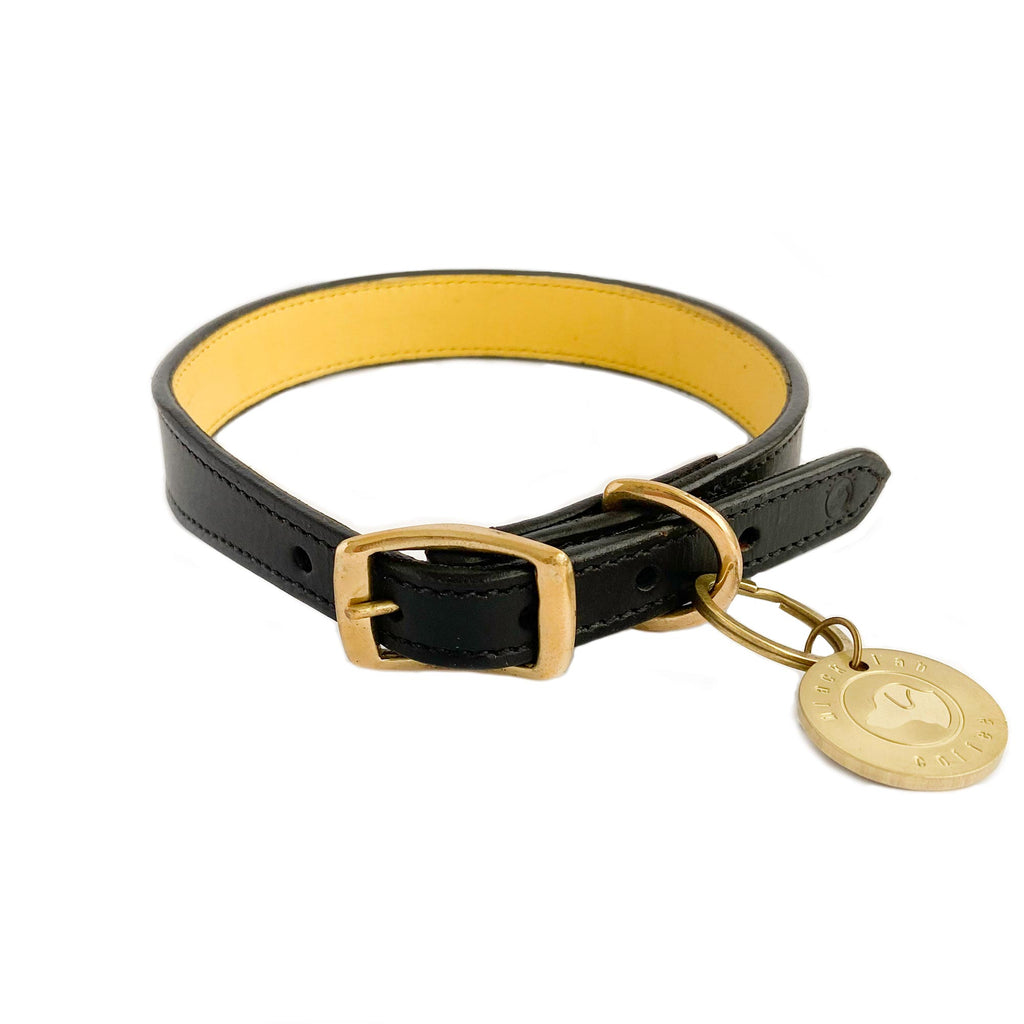 black dog collar white background