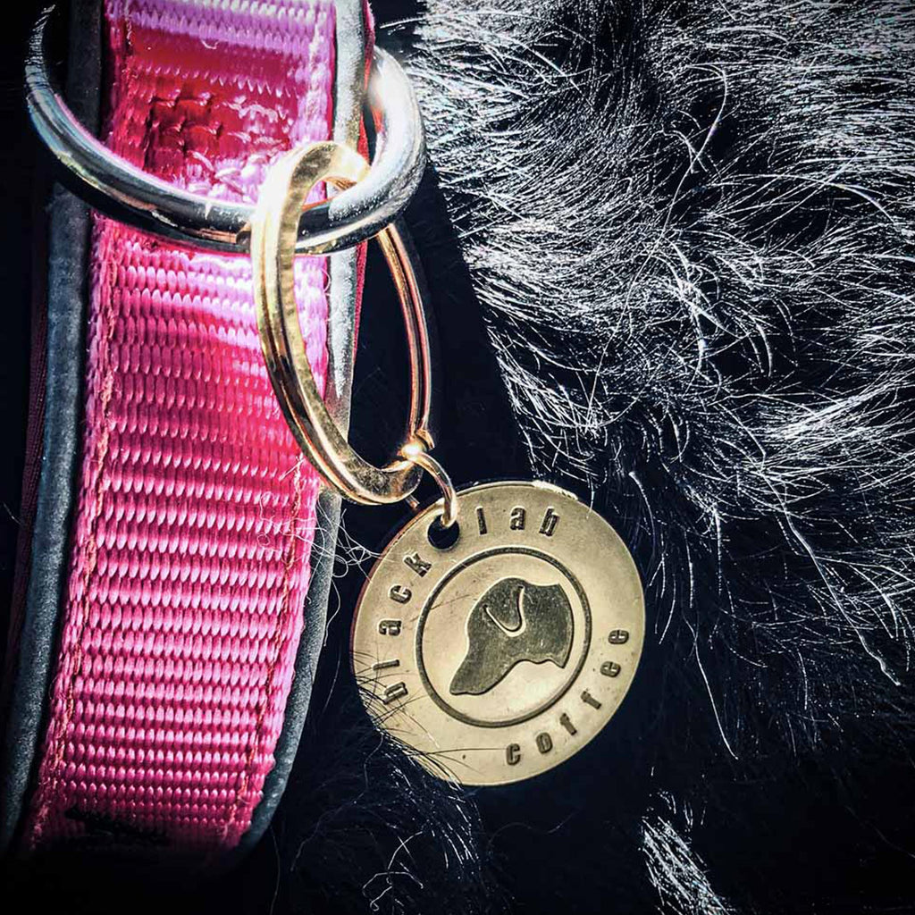 brass dog tag on black dog