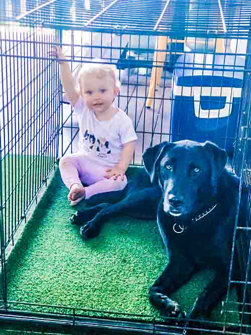 toddler with dog crate