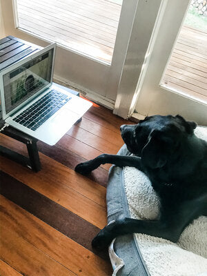 Dog zoom meeting