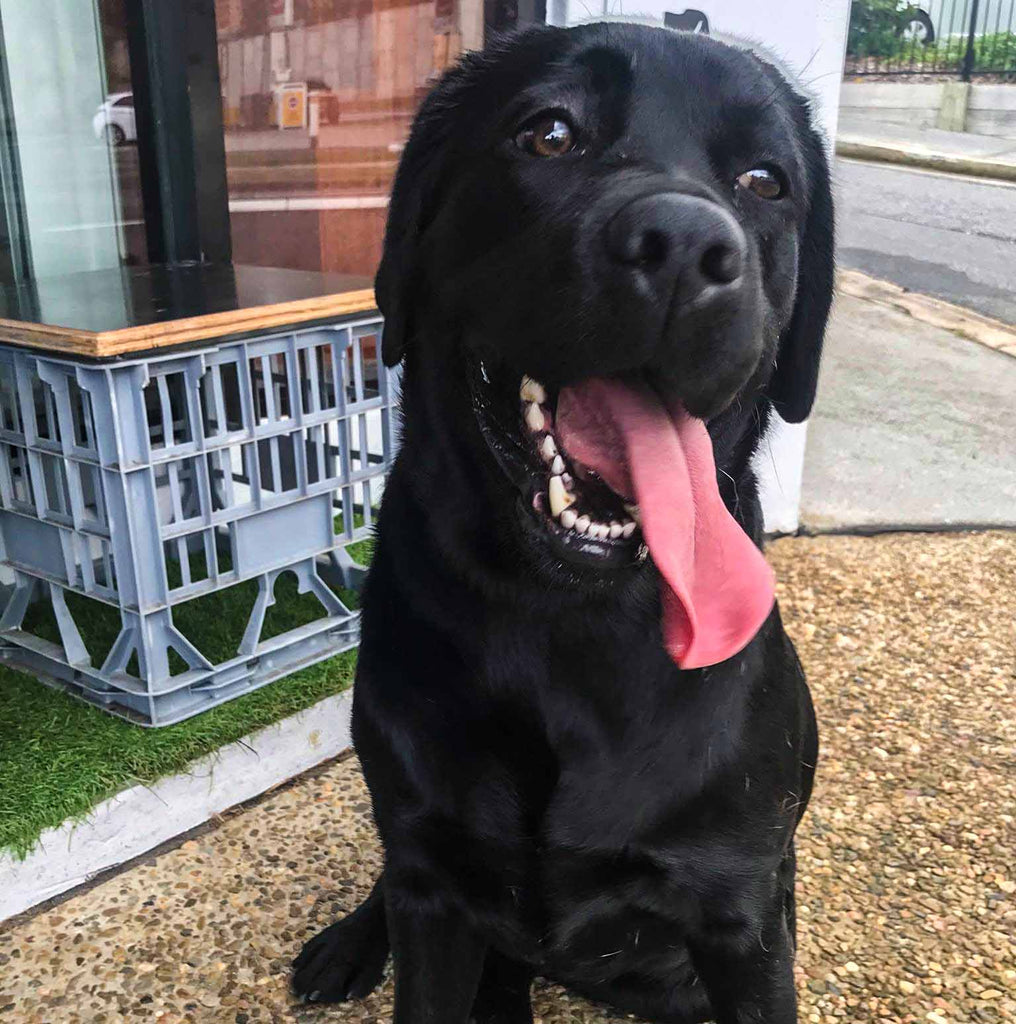 black labrador long tongue