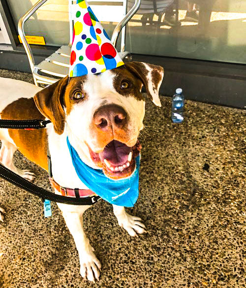 dog party hat