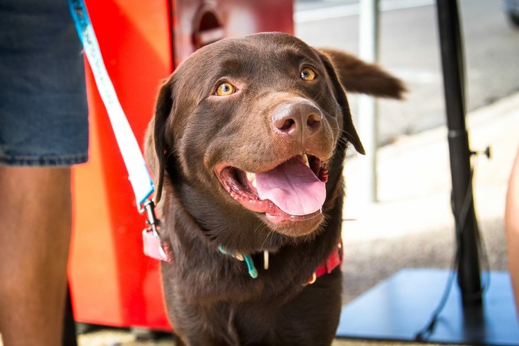 Labrador Rescue adoption awareness day April 2016