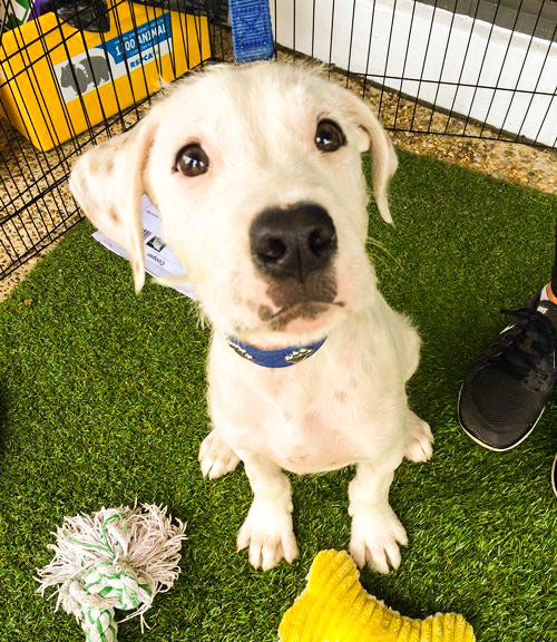 puppy adoption