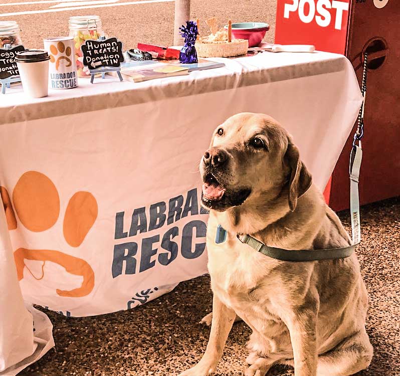 Labrador Rescue adoption awareness day, August 2017