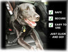 black dog wearing seatbelt in car