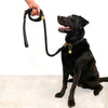 Black dog with lead and collar